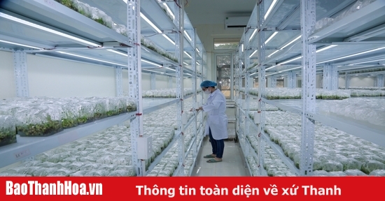 “Mục sở thị” trung tâm nuôi cấy mô giống cây trồng