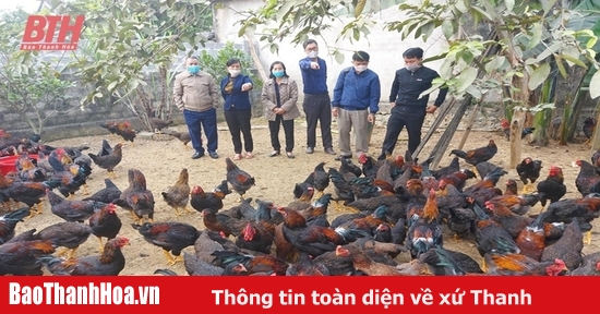 Hiệu quả mô hình chăn nuôi gà thịt lông màu gắn với tiêu thụ sản phẩm