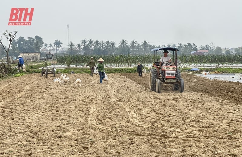 Trên những cánh đồng liên kết sản xuất