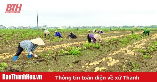 Trên những cánh đồng liên kết sản xuất