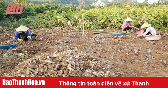 Ngọc Lặc khai thác hiệu quả quỹ đất nông nghiệp