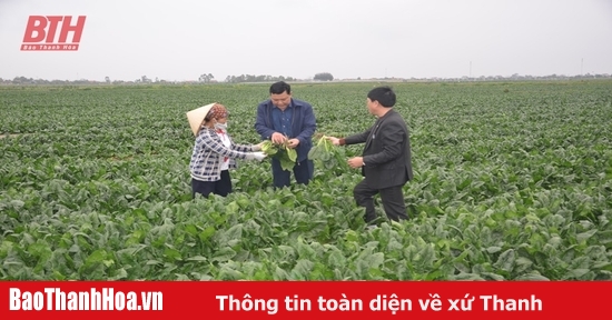 Xây dựng huyện nông thôn mới gắn với phát triển sản xuất trên quê hương Hậu Lộc