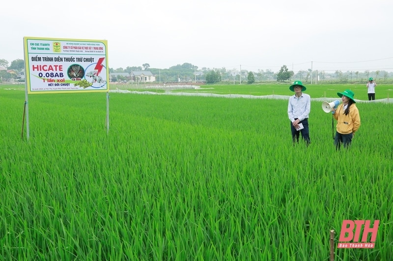 Đánh giá hiệu quả mô hình diệt chuột bằng thuốc thế hệ mới trên cây lúa vụ xuân