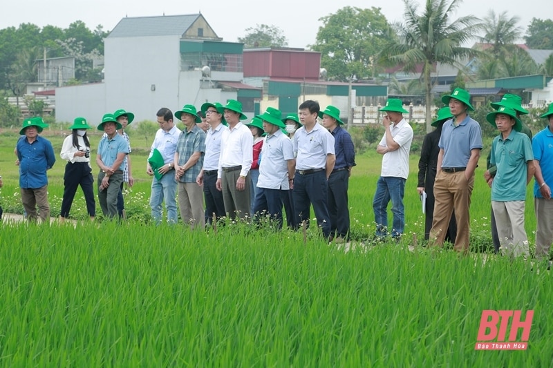 Đánh giá hiệu quả mô hình diệt chuột bằng thuốc thế hệ mới trên cây lúa vụ xuân