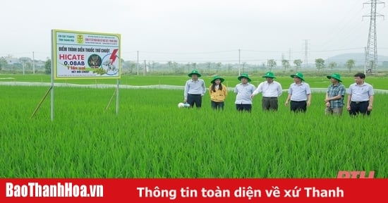 Đánh giá hiệu quả mô hình diệt chuột bằng thuốc thế hệ mới trên cây lúa vụ xuân