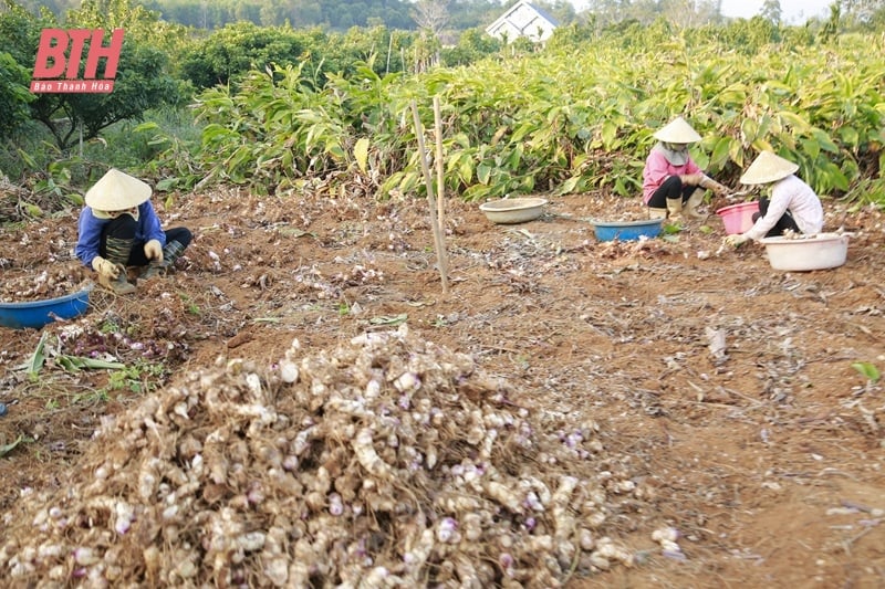 Ngoc Lac explota eficazmente el fondo de tierras agrícolas