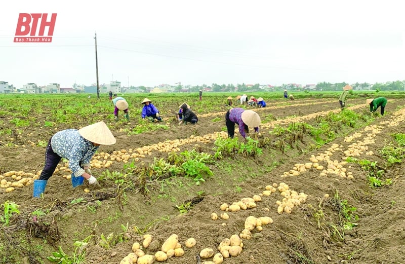 Trên những cánh đồng liên kết sản xuất