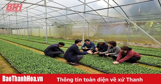 Kỳ vọng từ giống dứa nuôi cấy mô mang lại hiệu quả kinh tế cao