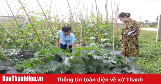 Nga Sơn gắn sản xuất nông nghiệp với nhu cầu thị trường