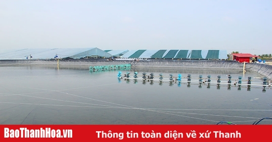 Thu tiền tỷ từ nuôi tôm công nghệ cao ven sông Lạch Trường