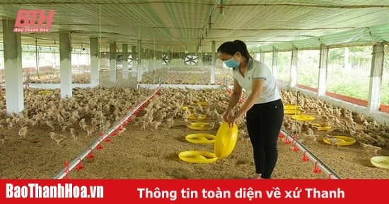 Chú trọng phát triển chăn nuôi gia công