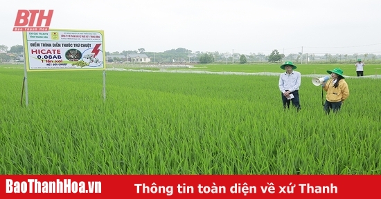 Thực hiện các biện pháp diệt chuột bảo vệ sản xuất