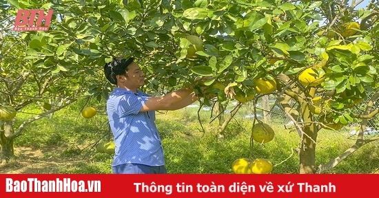 Phát triển diện tích cây ăn quả theo tiêu chuẩn VietGAP