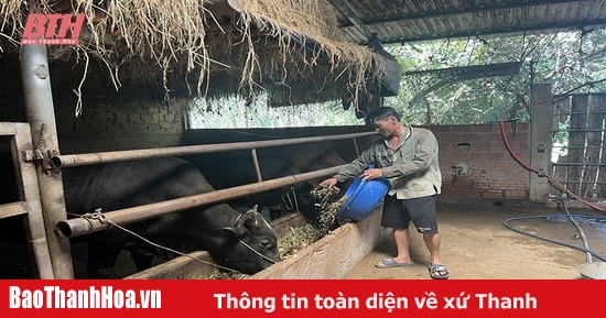 Phát triển đàn bò thịt chất lượng cao