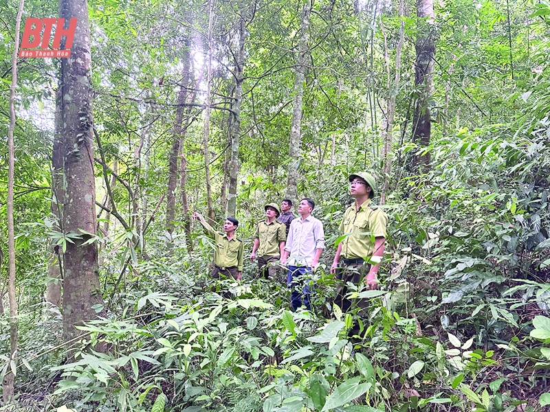 Chủ động ngăn chặn nguy cơ cháy rừng trong mùa nắng nóng