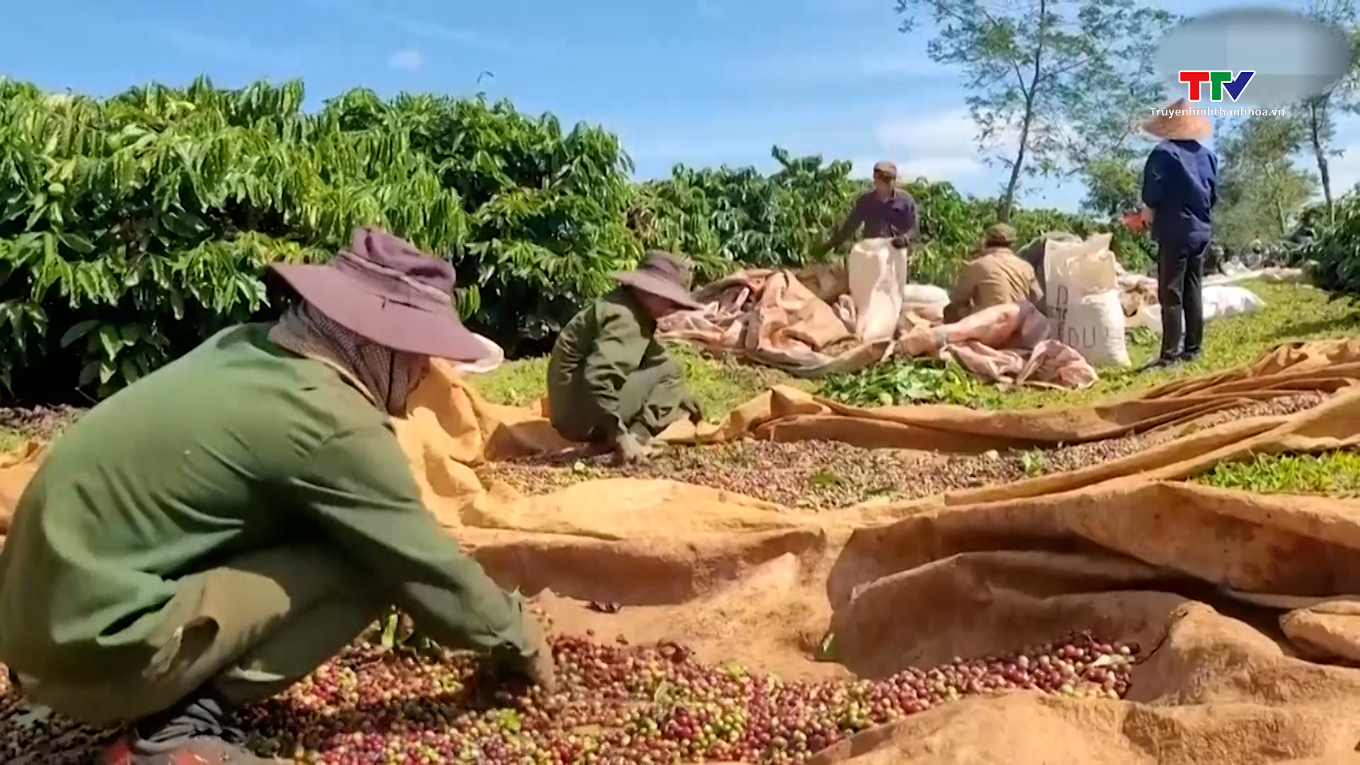 Giá cà phê tăng nhanh, gây khó khăn thị trường nội địa- Ảnh 1.