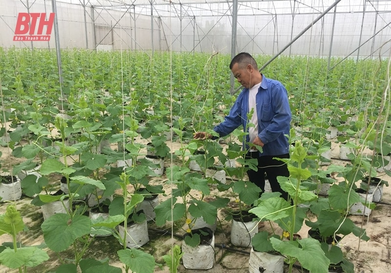 La Asociación de Agricultores de Quang Xuong compite en buena producción y negocios asociados con la nueva construcción rural.