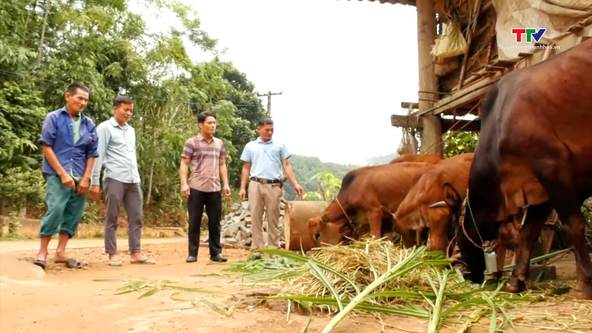 Nông dân Lò Văn Năm xã biên giới Yên Khương làm giàu từ mô hình chăn nuôi, trồng rừng- Ảnh 1.