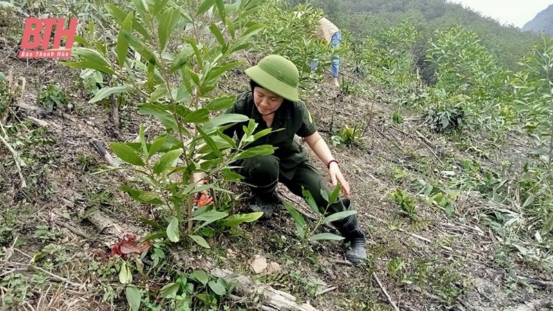 Xây dựng mô hình trồng rừng thâm canh gỗ lớn bằng giống keo lai nuôi cấy mô