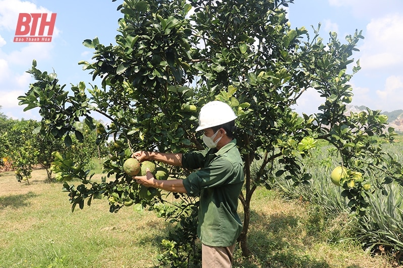 Xen canh các loại cây ngắn ngày trong vườn cây ăn quả