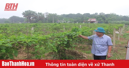 Xã Yên Mỹ chú trọng phát triển nông nghiệp quy mô lớn