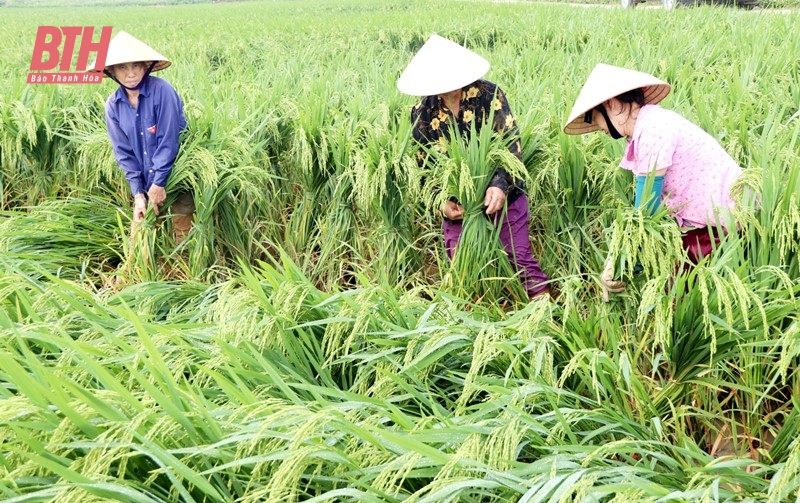 イエンディン：大雨と暴風雨による影響を早急に克服