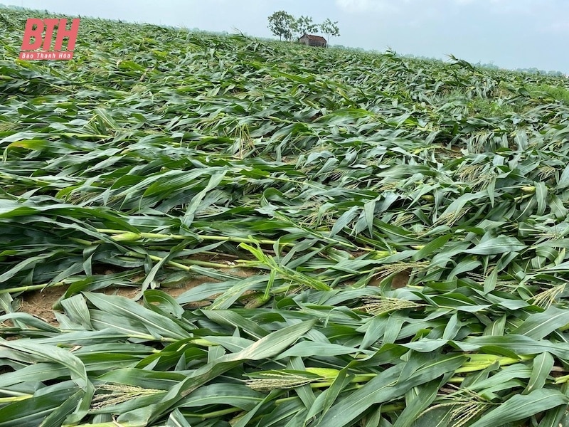 Vinh Loc: Urgently overcome production damage after the impact of heavy rain