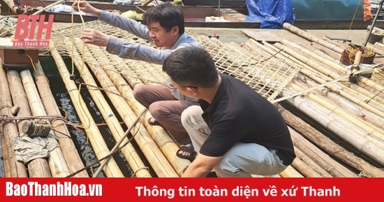 Hiện tượng cá chết hàng loạt tại các lồng, bè nuôi trên sông Mã không phải do dịch bệnh