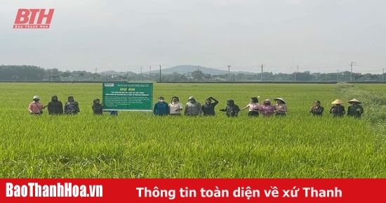 Hội thảo đầu bờ giống lúa J02 tại xã Vĩnh Tiến (Vĩnh Lộc)