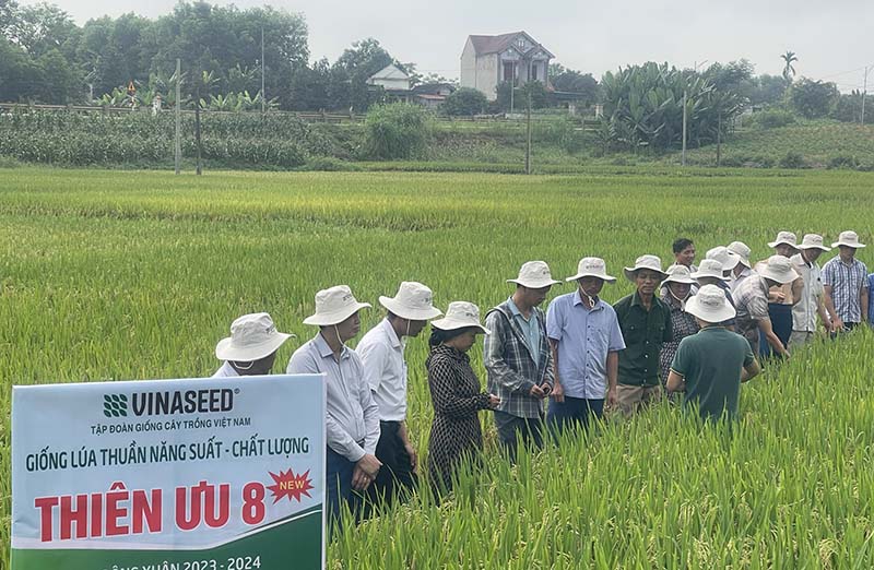 Hội thảo đầu bờ giống lúa Thiên ưu 8 tại xã Thượng Ninh