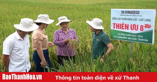 Field workshop on Thien Uu 8 rice variety in Thuong Ninh commune