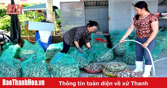 Hậu Lộc khai thác tiềm năng vùng triều nuôi ngao theo hướng hiệu quả, bền vững