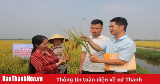 Đánh giá hiệu quả mô hình sử dụng phân bón hữu cơ sinh học Eco Nitrients trên cây lúa vụ xuân