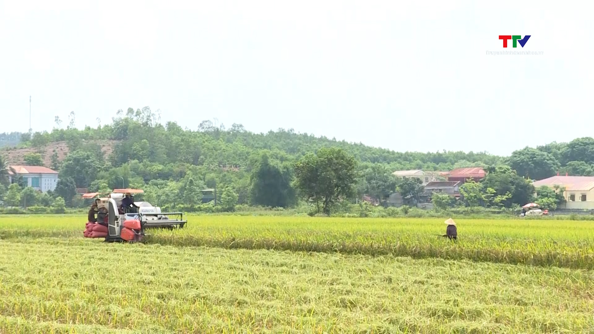 Thanh Hóa năng suất lúa xuân đạt cao hơn so với cùng kỳ- Ảnh 2.