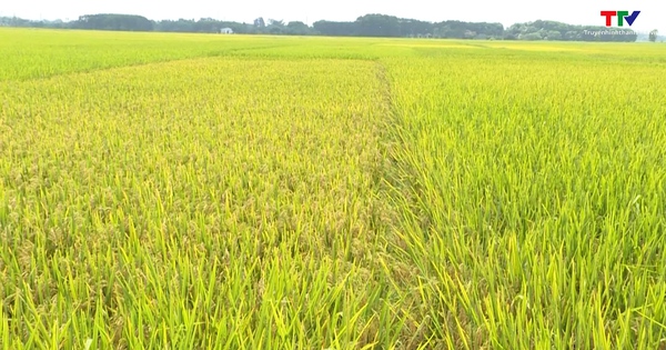 Le rendement du riz de printemps à Thanh Hoa est supérieur à celui de la même période