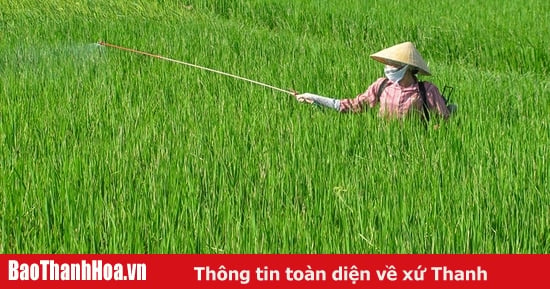 Chủ động phòng trừ sâu bệnh hại cây trồng vụ xuân