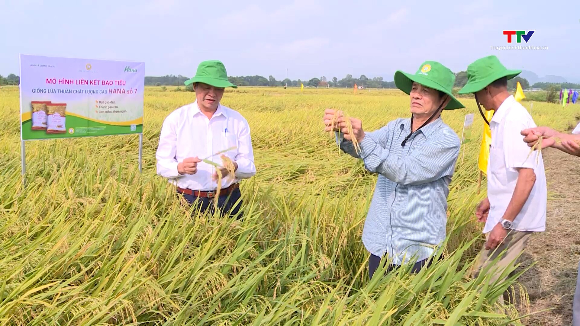 Tăng giá trị thu nhập từ liên kết sản xuất lúa- Ảnh 3.