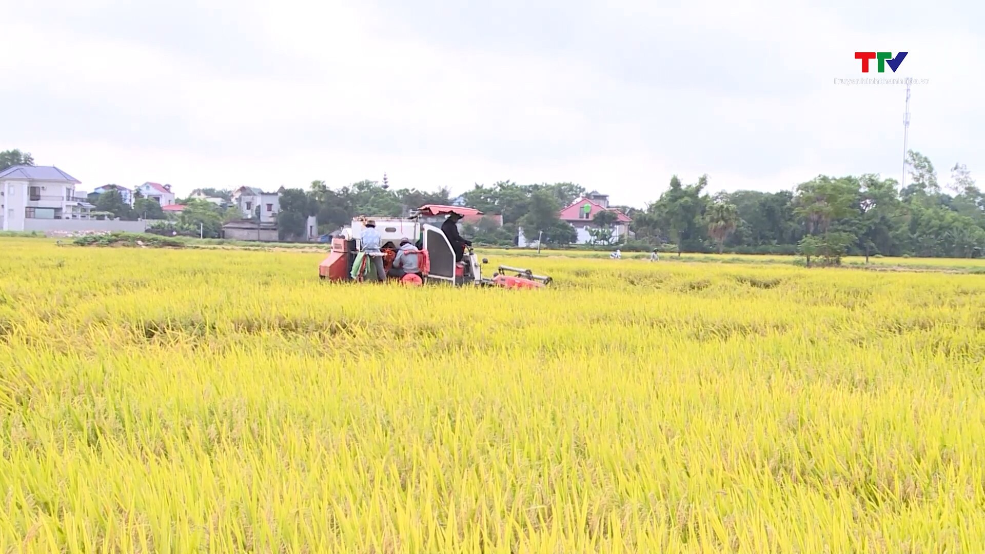 Tăng giá trị thu nhập từ liên kết sản xuất lúa- Ảnh 4.