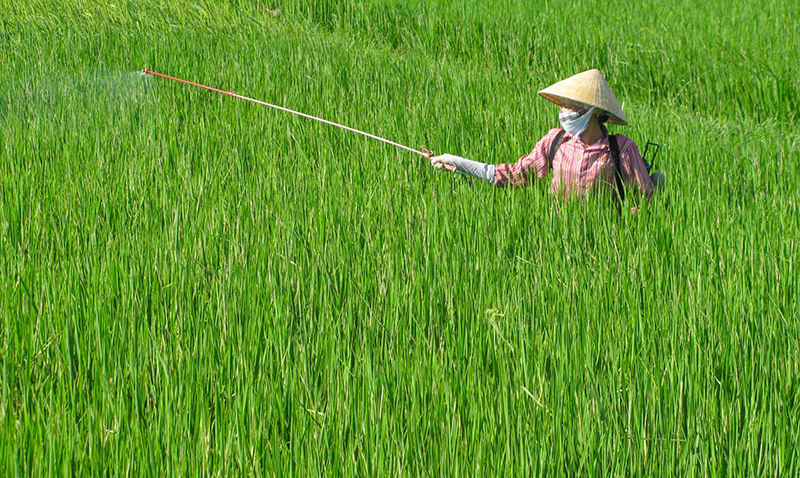 Chủ động phòng trừ sâu bệnh hại cây trồng vụ xuân