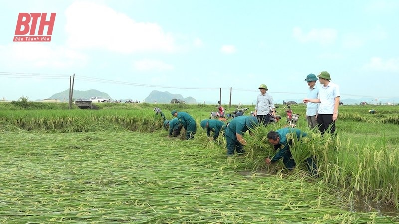 Vinh Loc : Surmonter d'urgence les dommages causés à la production après l'impact de fortes pluies