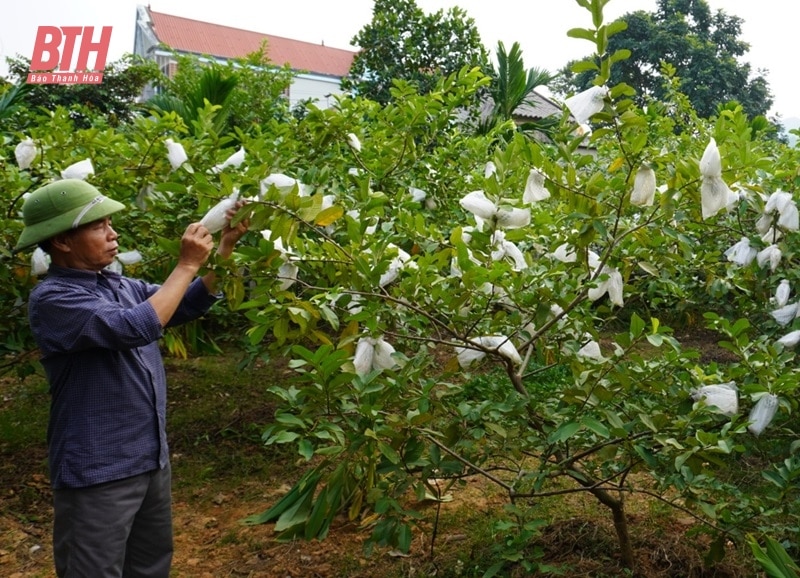 Như Thanh tích tụ đất đai để phát triển nông nghiệp quy mô lớn