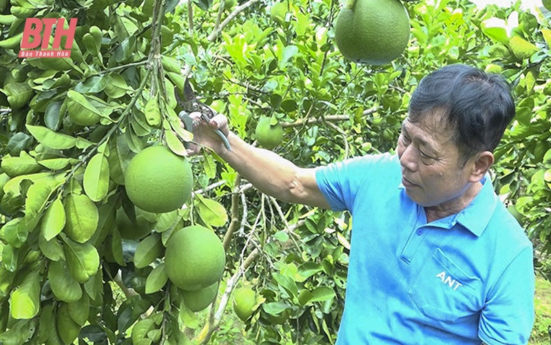 Nông dân huyện Ngọc Lặc thu nhập cao từ vườn mẫu