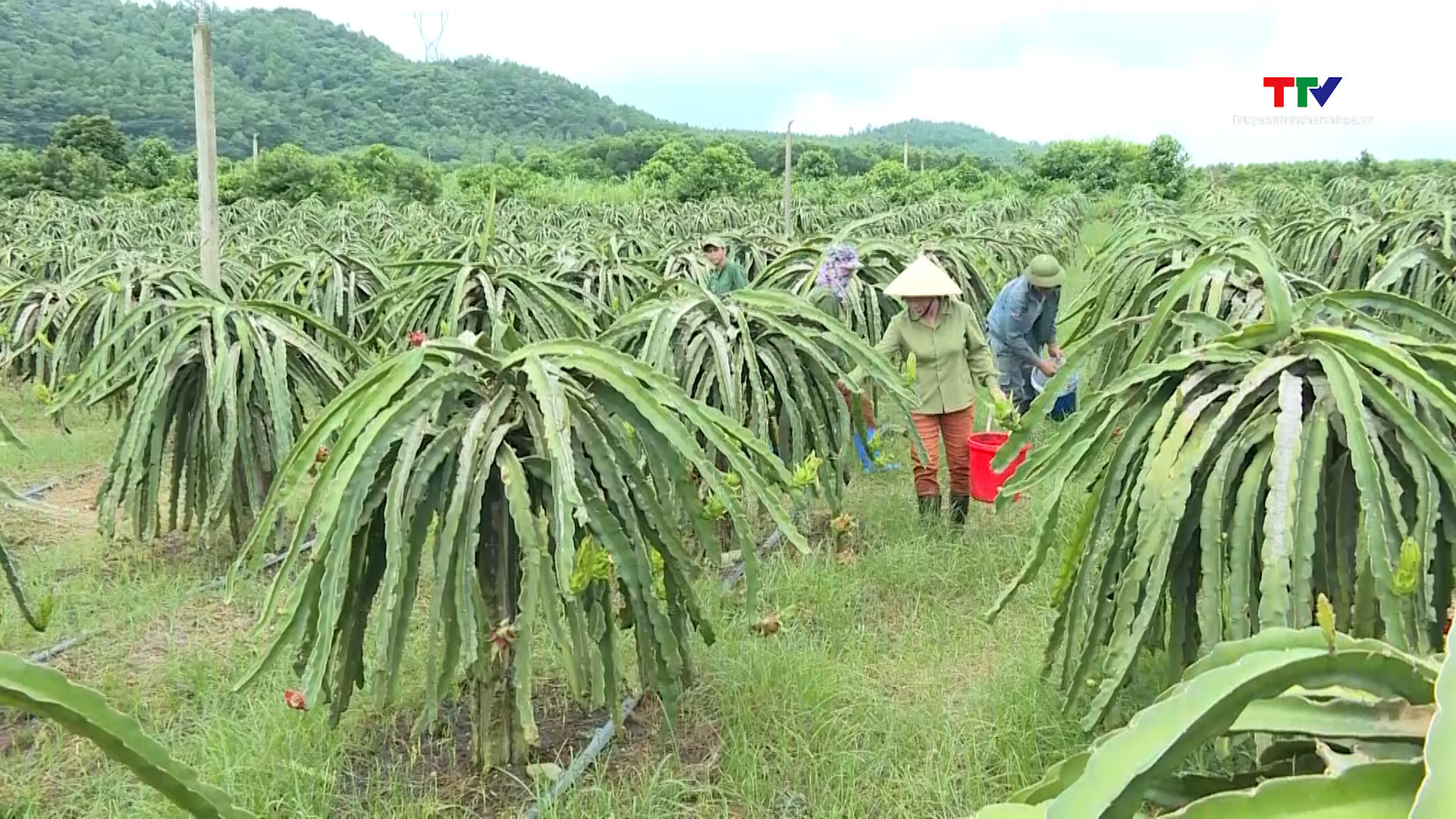 Quỹ Hỗ trợ nông dân đã cho vay 15 nghìn tỷ đồng - Ảnh 1.