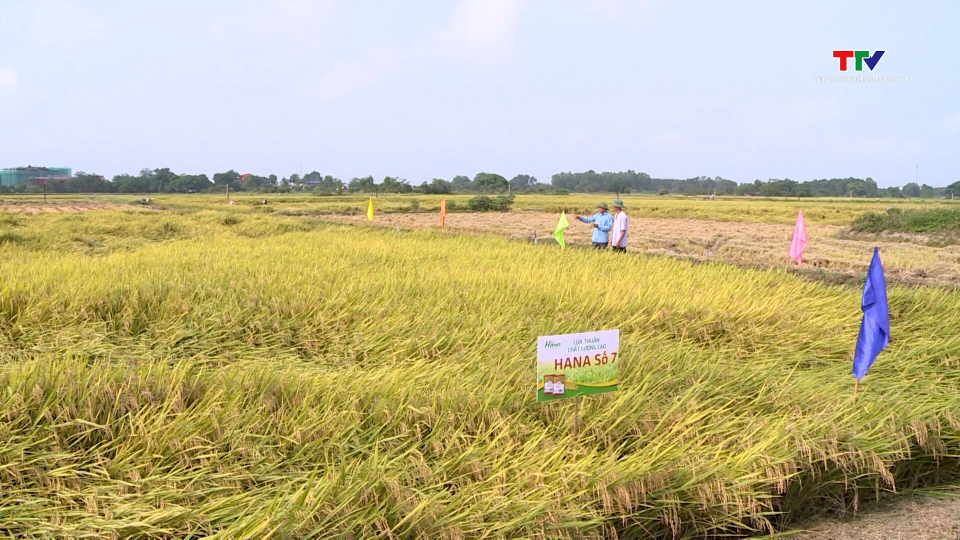 Tăng giá trị thu nhập từ liên kết sản xuất lúa- Ảnh 1.