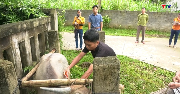 Huyện Thường Xuân đẩy nhanh tiến độ tiêm phòng vắc xin trên đàn vật nuôi