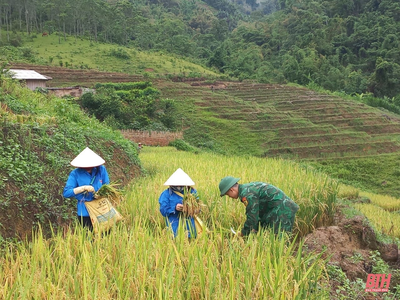 Xuống ruộng giúp dân gặt lúa