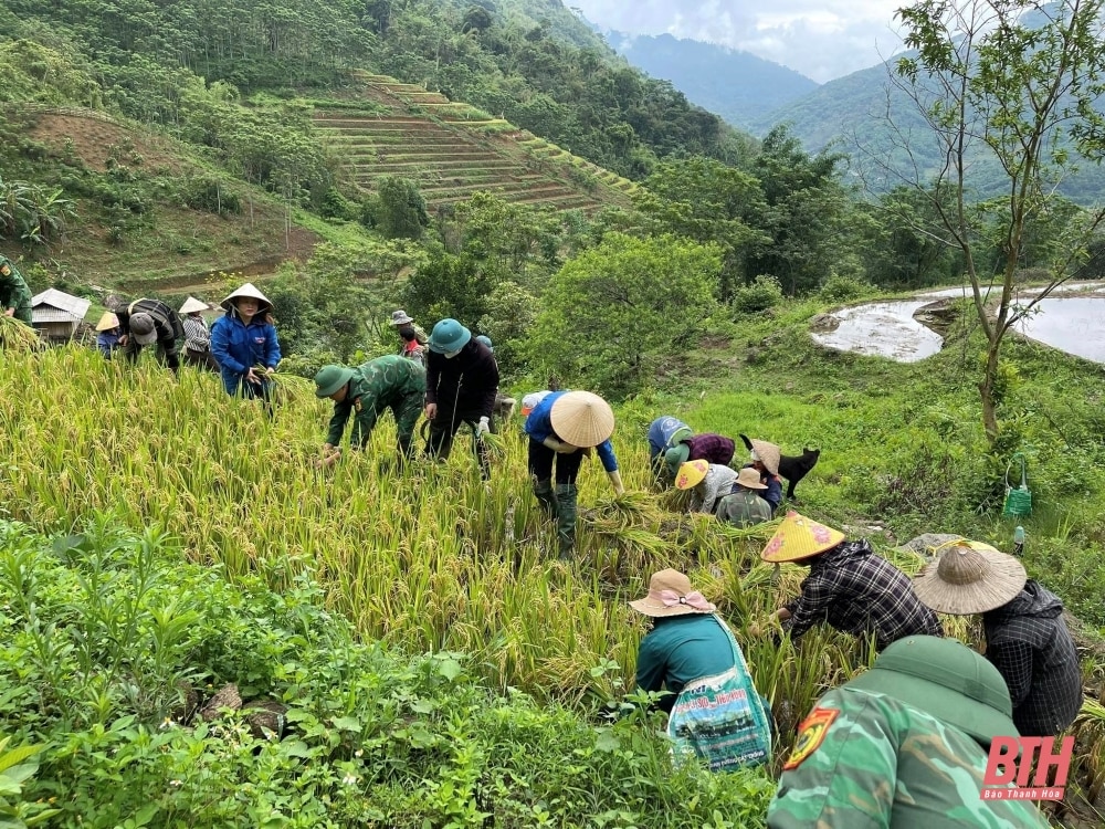 Xuống ruộng giúp dân gặt lúa