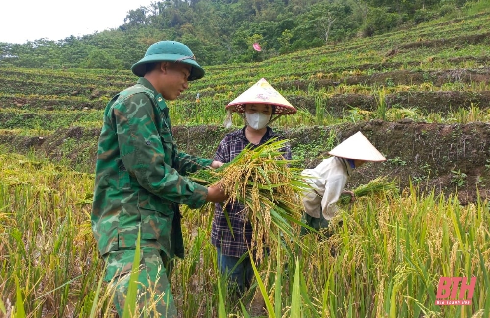 Xuống ruộng giúp dân gặt lúa