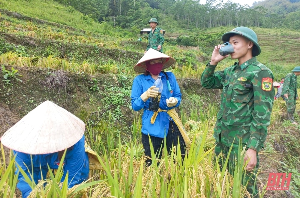 Xuống ruộng giúp dân gặt lúa