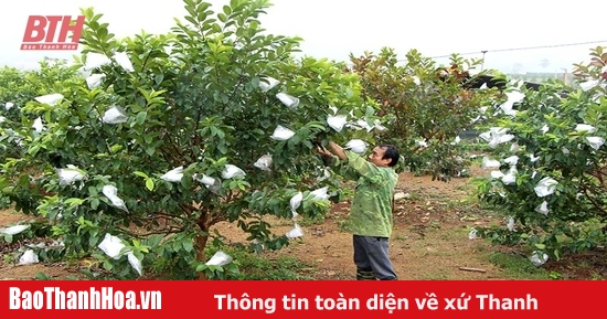 Nhân rộng mô hình phát triển kinh tế vùng dân tộc thiểu số